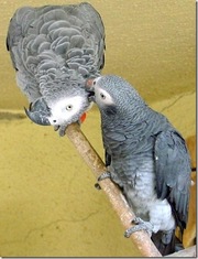 home raised african greys..
